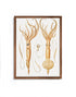 squid scientific illustration wall art